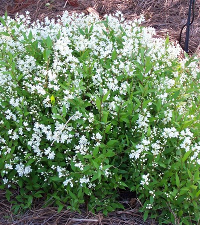 Slender Deutzia Nikko